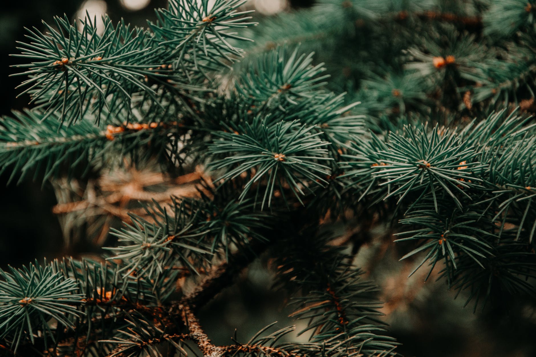 close up photo of green pine tree